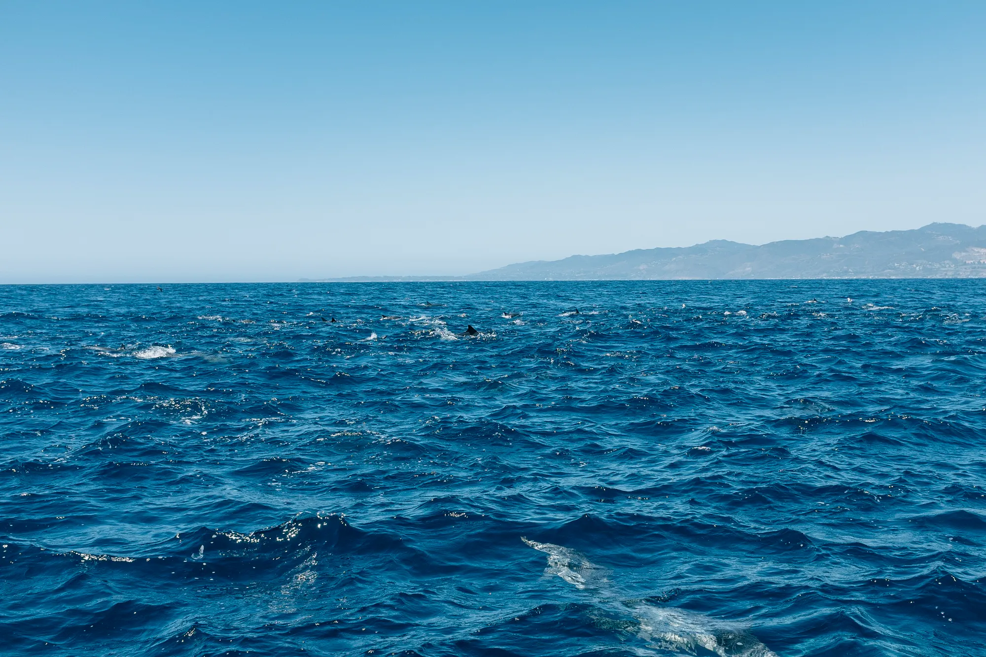 You can spot about a half dozen fins. Don't forget the one closest to the camera :) Look at that blue!